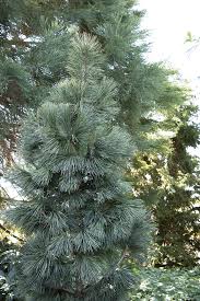 Image result for Pinus cembra