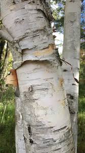 Attēlu rezultāti vaicājumam “Betula papyrifera”