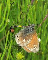 Attēlu rezultāti vaicājumam “Coenonympha tullia underside”