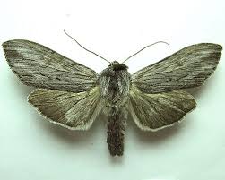 Attēlu rezultāti vaicājumam “Cucullia lucifuga”