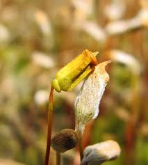 Attēlu rezultāti vaicājumam “Serpoleskea subtilis sporophyte”