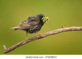 Attēlu rezultāti vaicājumam “Sturnus vulgaris male”