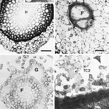 Attēlu rezultāti vaicājumam “Isothecium myosuroides sporophyte”