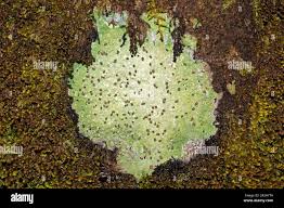 Attēlu rezultāti vaicājumam “Baeomyces rufus”