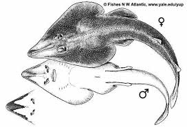 Image result for Pseudobatos lentiginosus