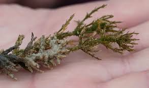 Attēlu rezultāti vaicājumam “Chara aspera”