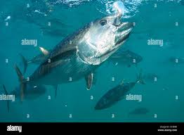 Image result for Thunnus maccoyii