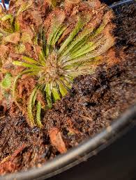 Attēlu rezultāti vaicājumam “Diderma radiatum stalked”