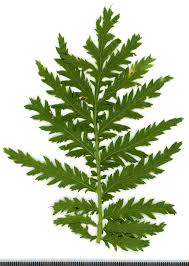 Attēlu rezultāti vaicājumam “Tanacetum vulgare leaf”