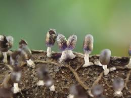 Attēlu rezultāti vaicājumam “Craterium leucocephalum macro”