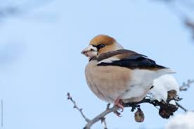 Attēlu rezultāti vaicājumam “Coccothraustes coccothraustes”