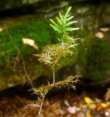 Attēlu rezultāti vaicājumam “Hemitrichia calyculata stalked”