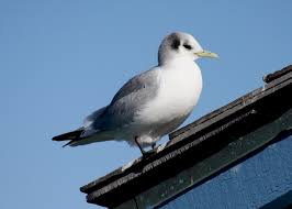 Attēlu rezultāti vaicājumam “Rissa tridactyla”