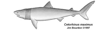 Image result for Cetorhinus maximus