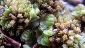 Attēlu rezultāti vaicājumam “Mylia anomala”