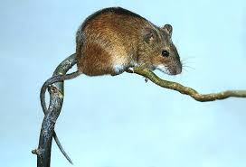 Attēlu rezultāti vaicājumam “Apodemus agrarius”