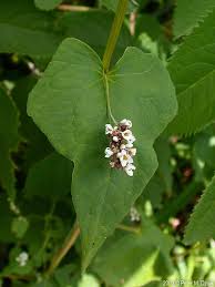 Attēlu rezultāti vaicājumam “Fagopyrum esculentum flower”