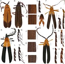 Attēlu rezultāti vaicājumam “Lycidae”