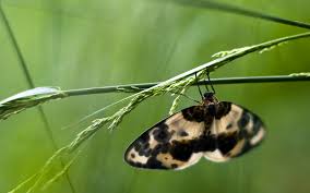 Attēlu rezultāti vaicājumam “Abraxas sylvata”