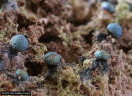 Attēlu rezultāti vaicājumam “Lamproderma arcyrioides stalked”