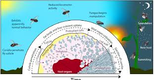 Attēlu rezultāti vaicājumam “Entomophthora”
