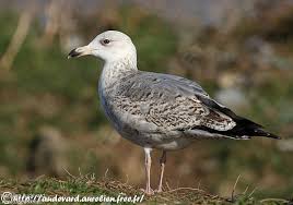 Attēlu rezultāti vaicājumam “Larus argentatus”