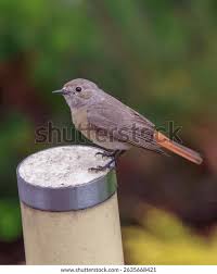 Attēlu rezultāti vaicājumam “Phoenicurus phoenicurus female”