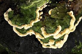 Attēlu rezultāti vaicājumam “Cerrena unicolor”