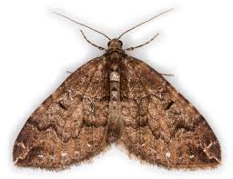 Attēlu rezultāti vaicājumam “Lampropteryx suffumata”