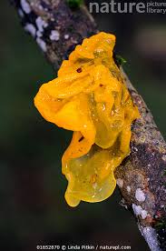 Attēlu rezultāti vaicājumam “Tremella mesenterica”