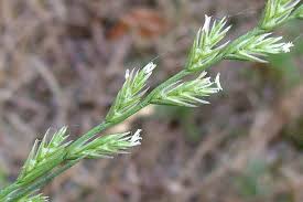 Attēlu rezultāti vaicājumam “Lolium perenne”