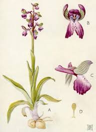 Attēlu rezultāti vaicājumam “Orchis morio”