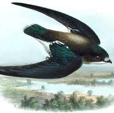 Image result for Hirundapus caudacutus