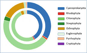 Attēlu rezultāti vaicājumam “Sanionia uncinata  sporophyte”