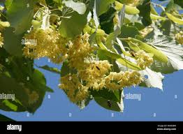 Attēlu rezultāti vaicājumam “Tilia tomentosa fruit”