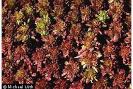 Attēlu rezultāti vaicājumam “Sphagnum rubellum”