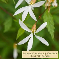Attēlu rezultāti vaicājumam “Gillenia trifoliata flower”