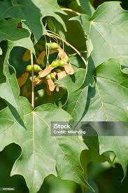 Attēlu rezultāti vaicājumam “Acer saccharinum fruit”