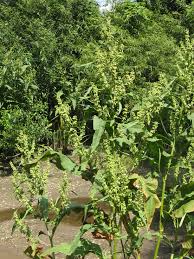 Attēlu rezultāti vaicājumam “Rumex hydrolapathum”