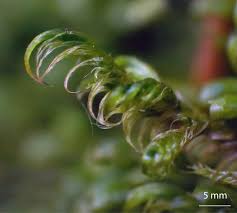 Attēlu rezultāti vaicājumam “Sanionia uncinata”