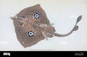 Image result for Raja straeleni