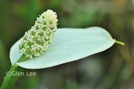 Attēlu rezultāti vaicājumam “Calla palustris flower”