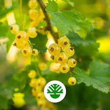 Attēlu rezultāti vaicājumam “Ribes uva-crispa flower”