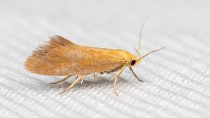 Attēlu rezultāti vaicājumam “Oecophoridae”