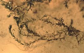 Attēlu rezultāti vaicājumam “Callitriche hermaphroditica leaf”