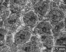 Attēlu rezultāti vaicājumam “Verrucaria hydrela”