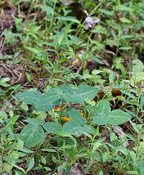 Attēlu rezultāti vaicājumam “Trichia flavicoma stalked”