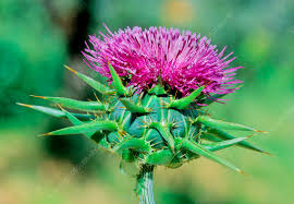 Attēlu rezultāti vaicājumam “Silybum marianum”