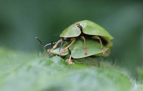 Attēlu rezultāti vaicājumam “Cassida”