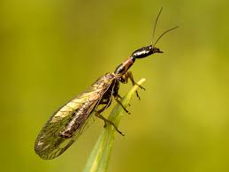 Attēlu rezultāti vaicājumam “Raphidioptera imago”